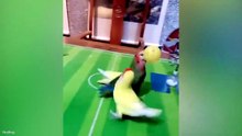🤩 This Clever Parrot Stole the Show! #FunnyParrot #Trending#Viral#Funny#Fun