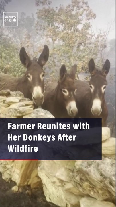 Farmer Reunites with Her Donkeys After Wildfire