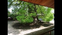 Ueno Toshogu: A Toshogu Shrine built for the people of Edo who could not travel to Nikko