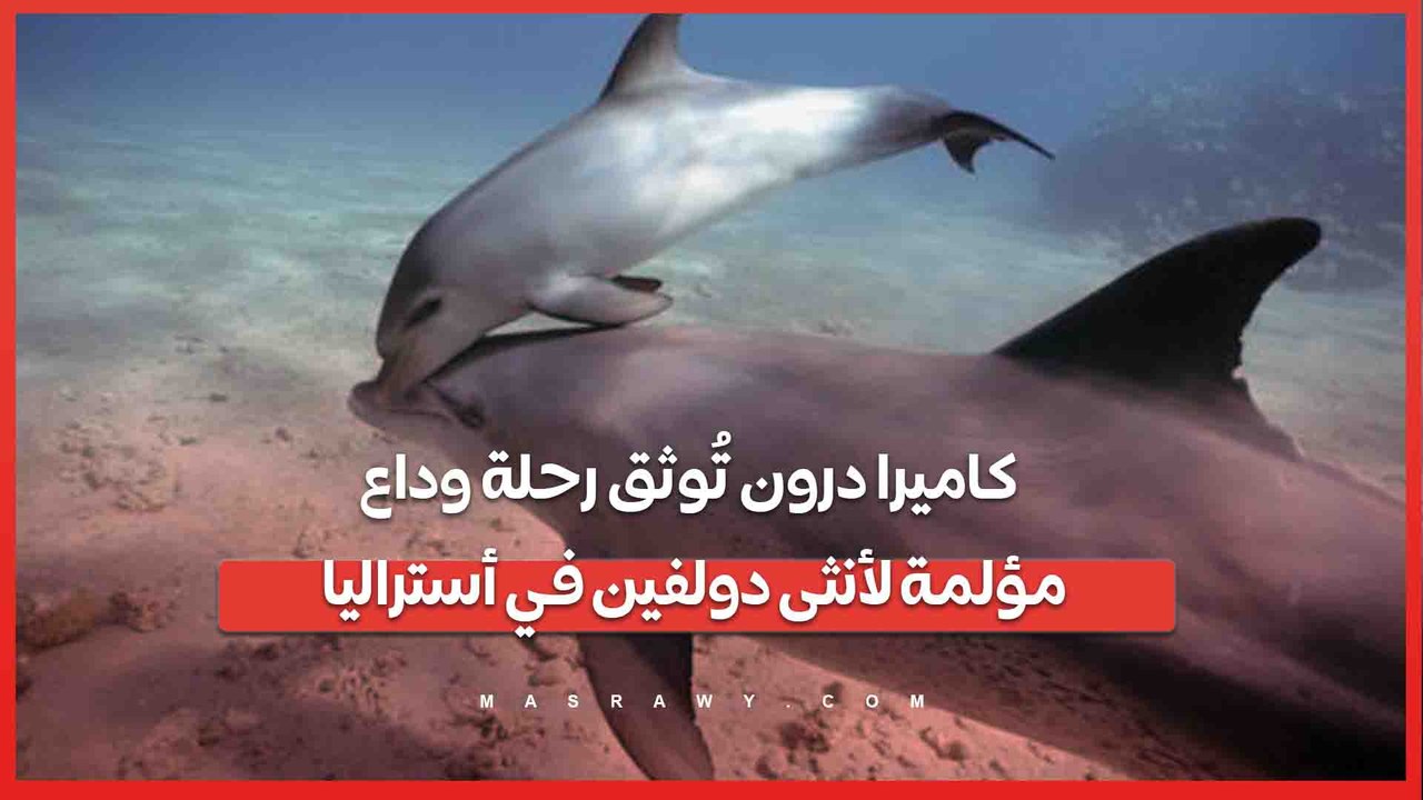 مشاهد مؤثرة بأستراليا.. أنثى دولفين تُحزن على صغيرها النافق وتصرّ على حمله لعدة أيام
