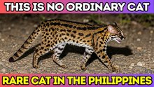20 Rare and Unusual Wild Cats from Around the World
