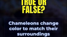 True or False? Chameleons change color to match their surroundings 🤔