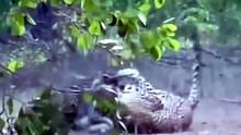 Breathtaking Safari Video Of Two Wild Leopards Engaged In A Violent Territorial Battle