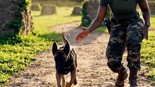 You Won't Believe How Fast This K9 Puppy Learns! 🐶 | German Shepherd K9 Dog Training