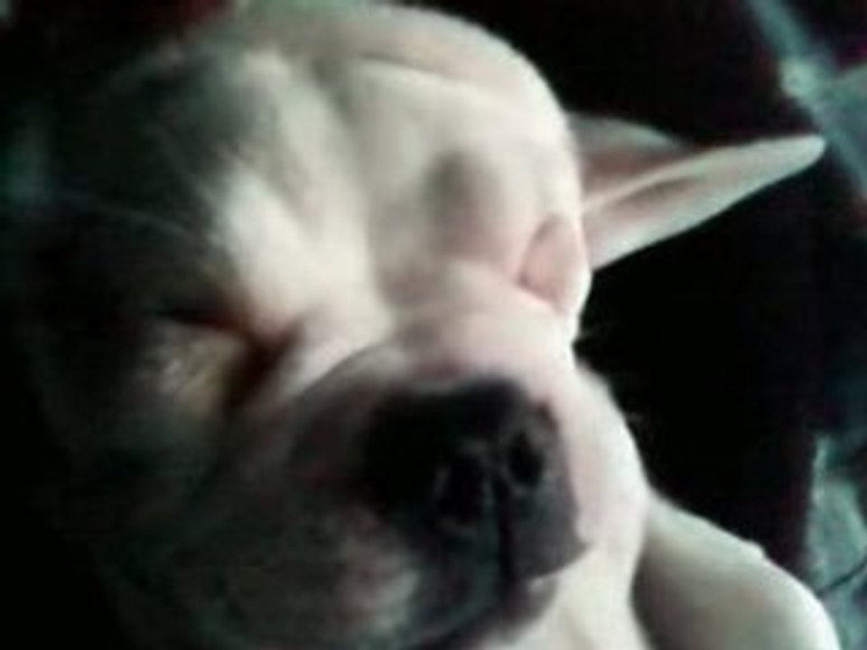 bouledogue francais yoda et oui je ronfle