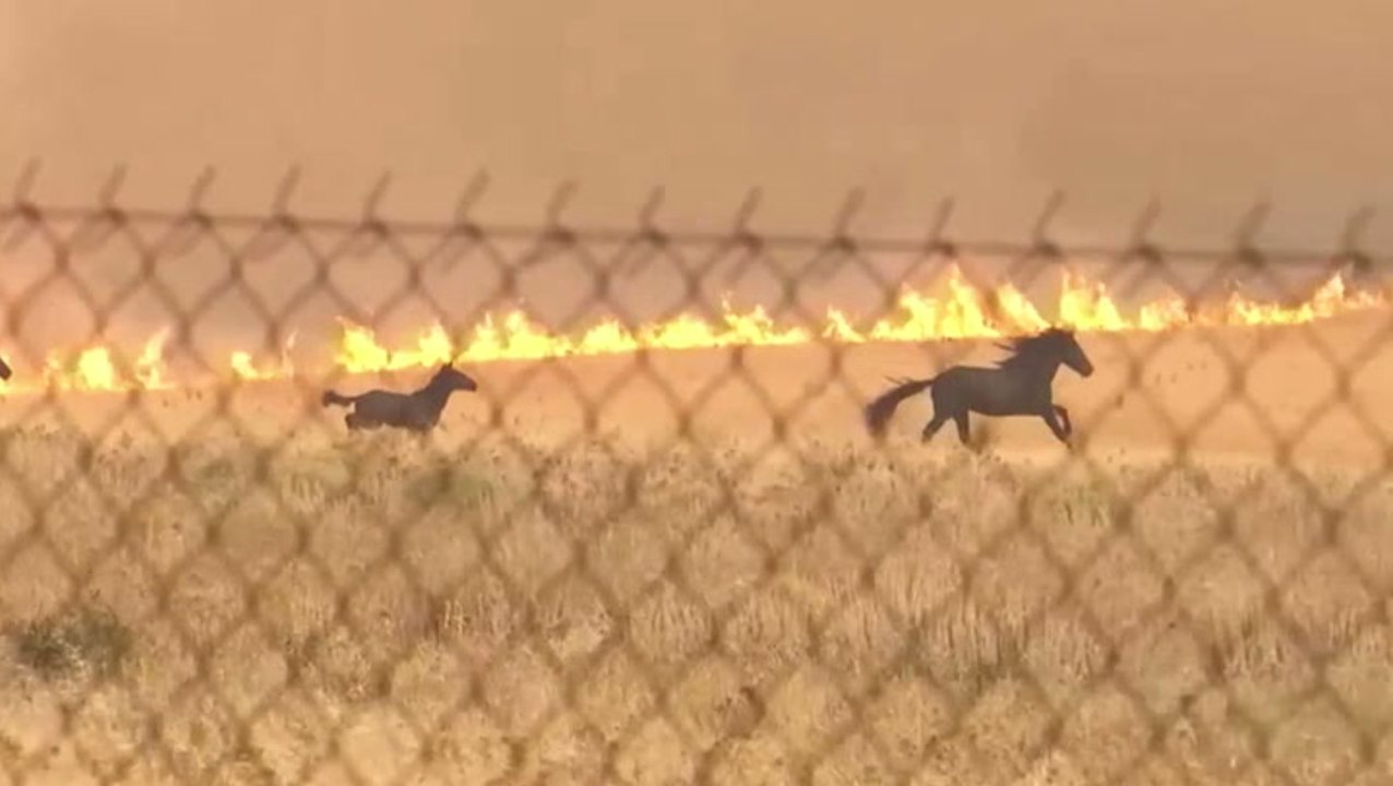 Horses run for lives as Greece wildfire closes in behind them