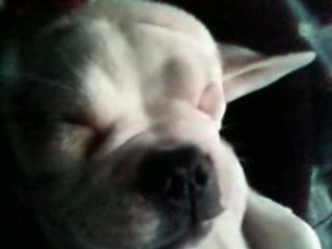 bouledogue français ronfle