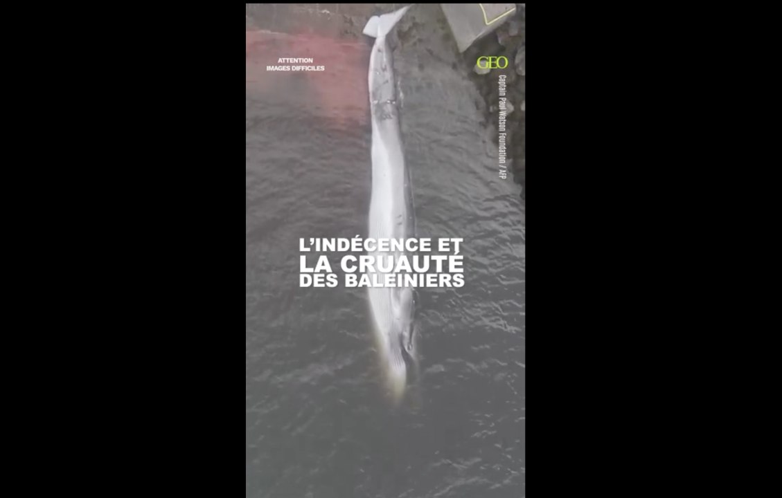 Islande : la Fondation Captain Paul Watson filme le retour des baleiniers et le traitement des carcasses