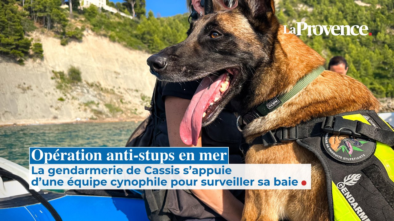 À Cassis : opération anti-stups en mer aux côtés d'une équipe cynophile