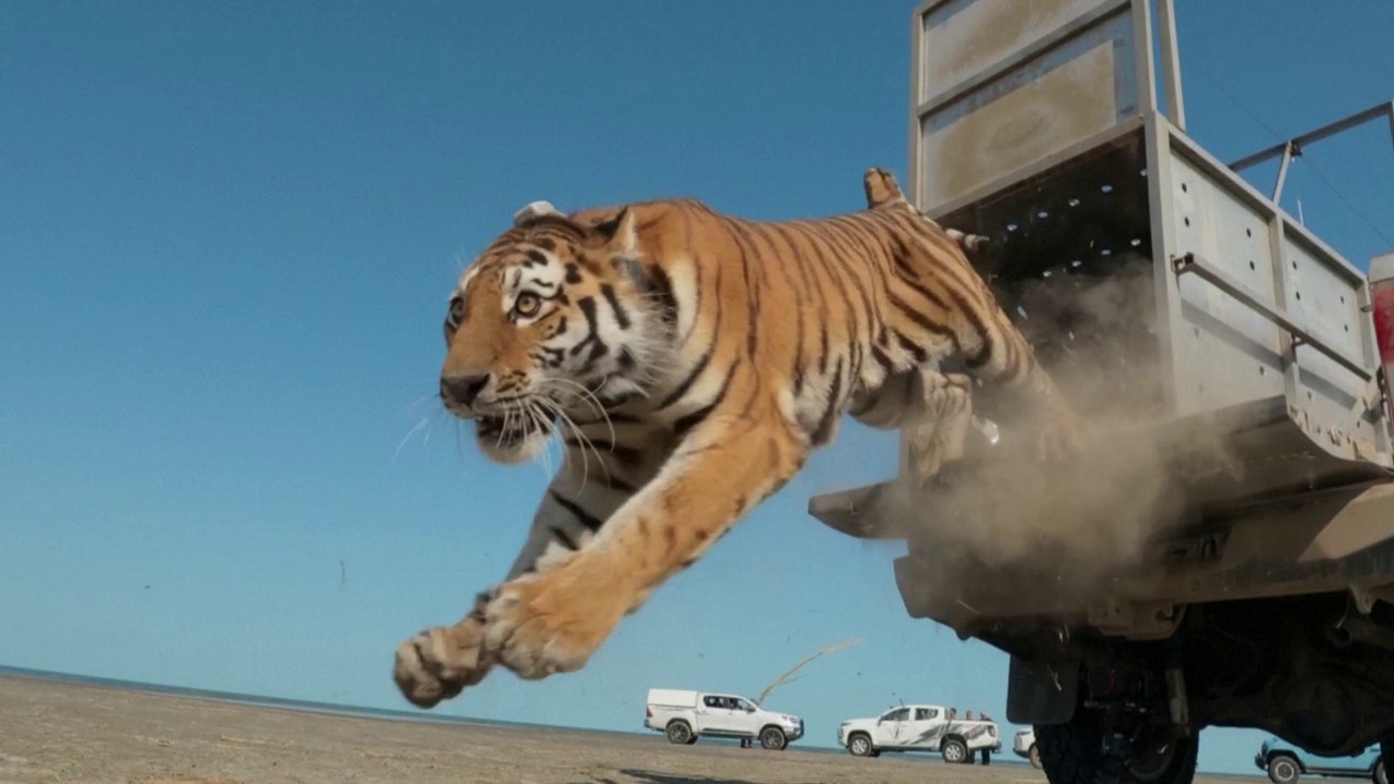 Un tigre relâché au Kazakhstan, 75 ans après l'extinction de l'espèce