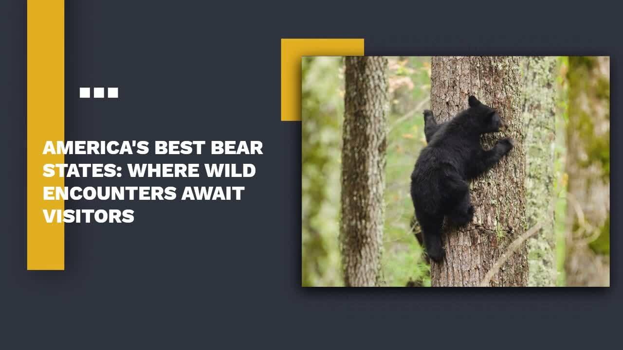 Where to spot wild bears in the U.S.: eight top states