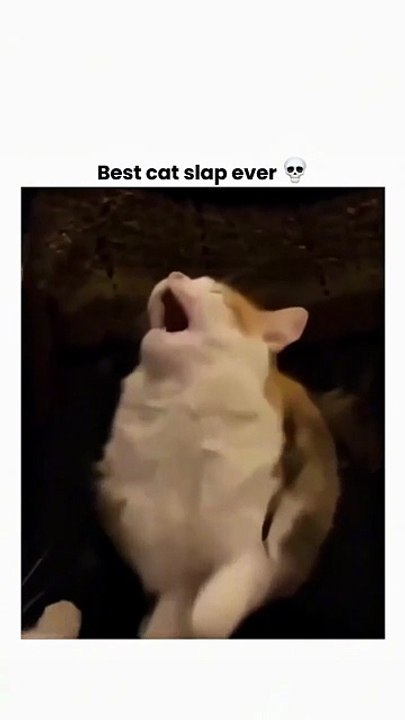 Best Cat Slap Ever 😸😸😸