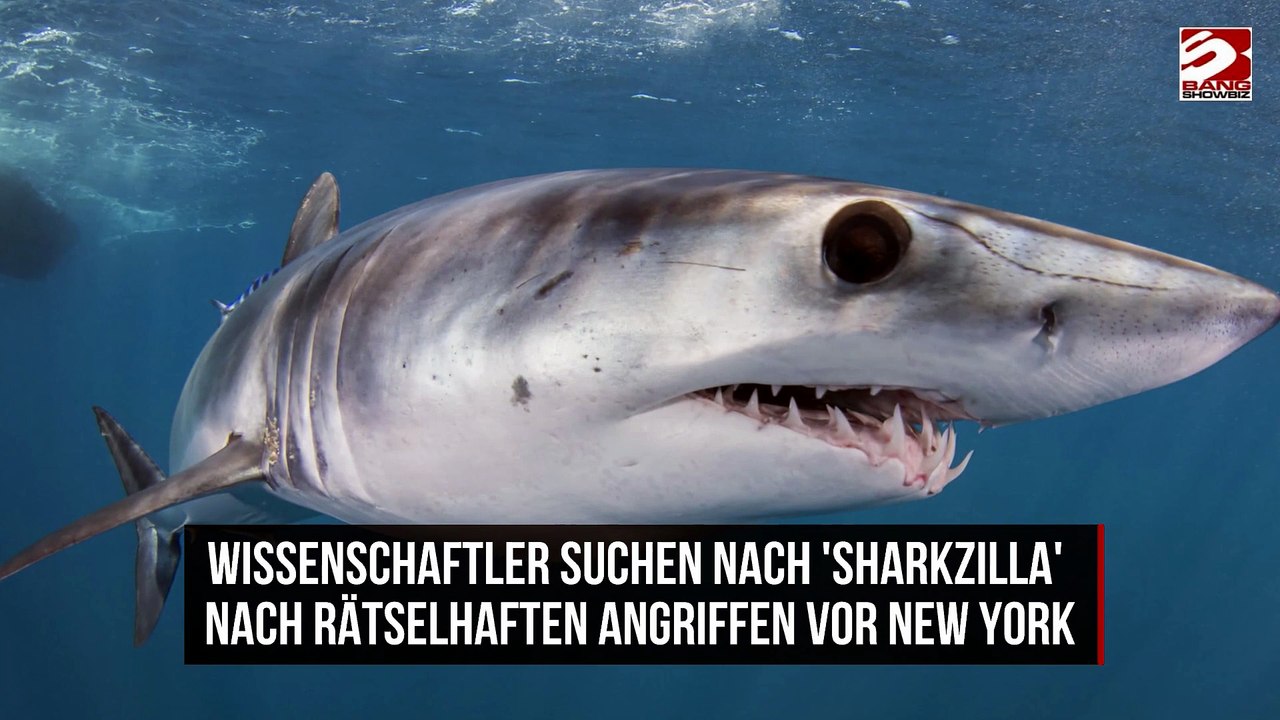 Wissenschaftler suchen nach 'Sharkzilla' nach rätselhaften Angriffen vor New York