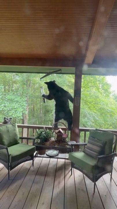Bear Climbs Porch Railing for Bird Feeder