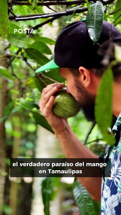 MangoIPA
