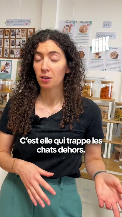 Ces chats abandonnés d’attendent que vous !