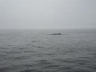 Tadoussac , une baleine