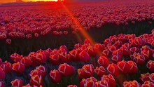 Nature sounds beautiful nature