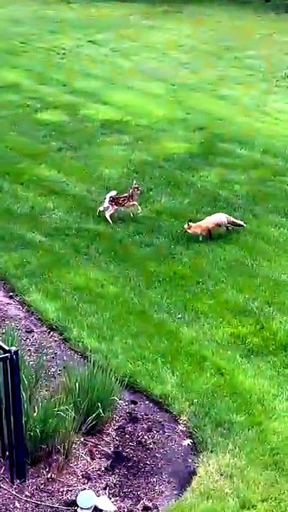 Renard vs Faon