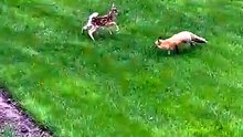 Renard vs Faon