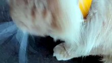 Funny and Cute Orange Cat Moments 🐾 #shorts