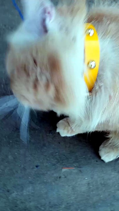 Funny and Cute Orange Cat Moments 🐾 #shorts