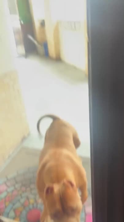 Neighbor's Pit Bull Knocks on Door to Visit Dog Friend