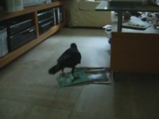 Cornelia fait du rangement