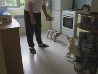 1er "tourne" de Draco