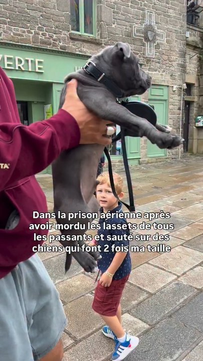 Promis j’suis gentil 😂😇 (j’ai 3 mois quoi)
