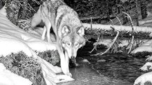 Wild Animal spotted | Like and follow for more