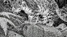 Wild Animal spotted | Like and follow for more