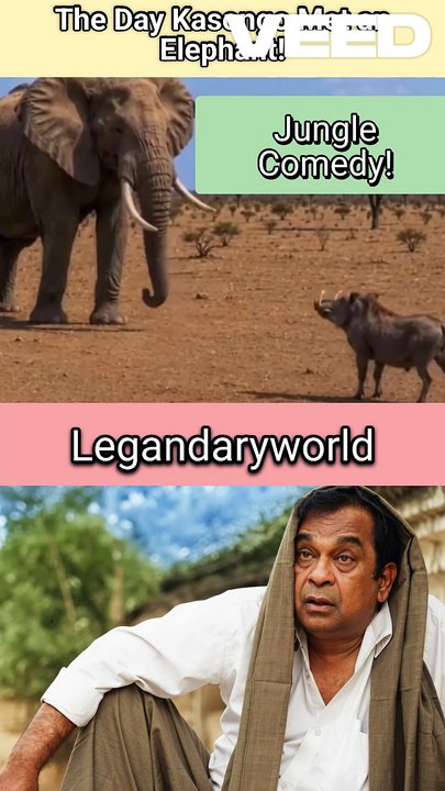 Kasongo is always one step ahead | Jungle Comedy | Funniest Animal #kasongo #wildlife #junglelife #elephant #lol