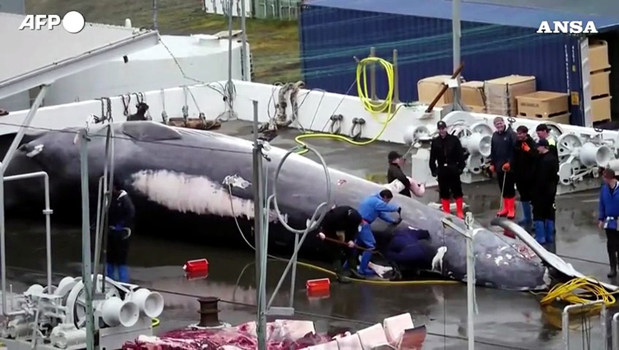 Caccia alle balene in Islanda, la "lavorazione" di un'esemplare femmina