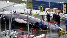 Caccia alle balene in Islanda, la "lavorazione" di un'esemplare femmina