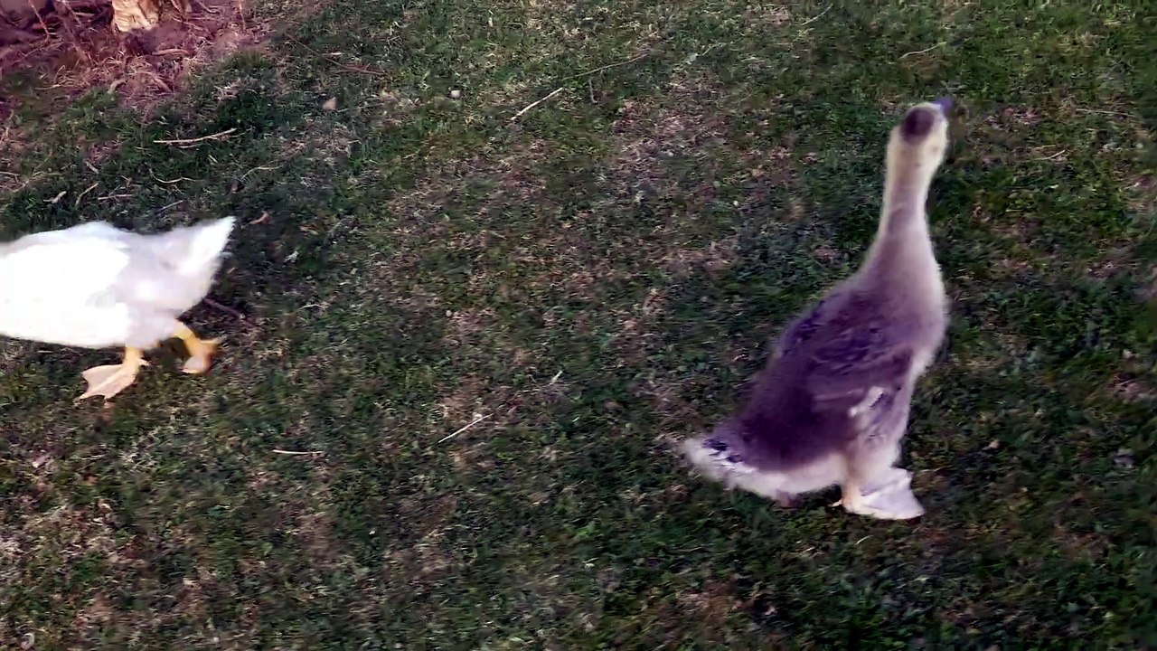 Baby Tooey put her all into winning this race against Lemongrab! | #SparklegleamFarm #Lemongrab #Tooey #homestead #goose #farmanimals #soft #cute
