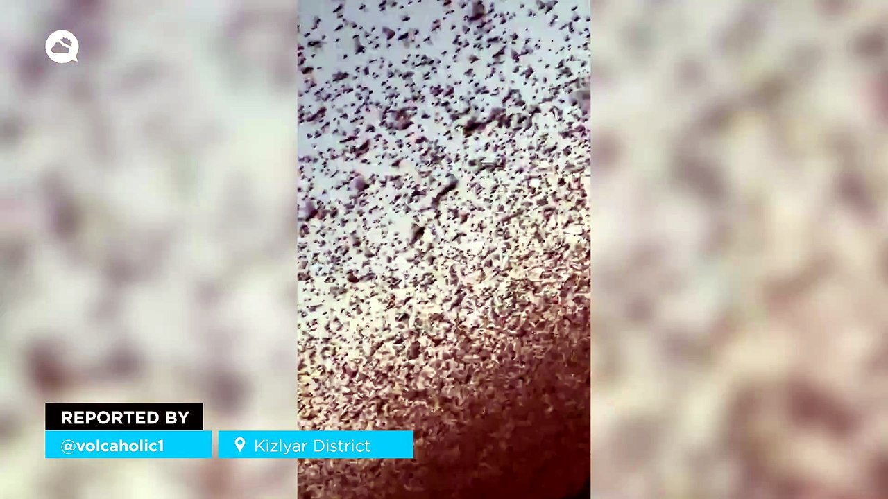 Locust plague in Russia: Massive swarm in Kizlyar District