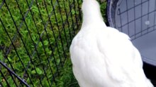 Lemonhope investigates the water bowl as a means to avoid eye contact with Tooey. | #SparklegleamFarm #Lemonhope #homestead #geese #farmanimals #soft #cute