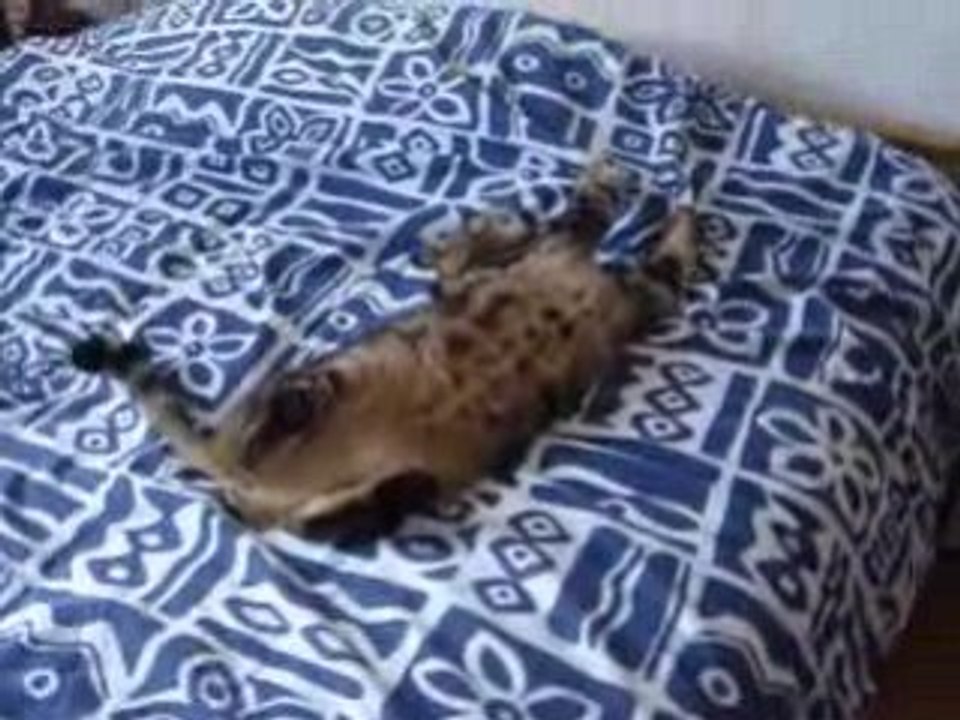 THE MAGIC CAT'S...