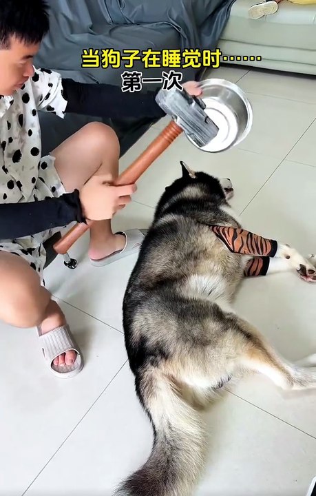 😂 This Dog Just Made My Day!