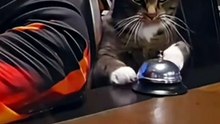 How Cats Let You Know They’re Hungry!