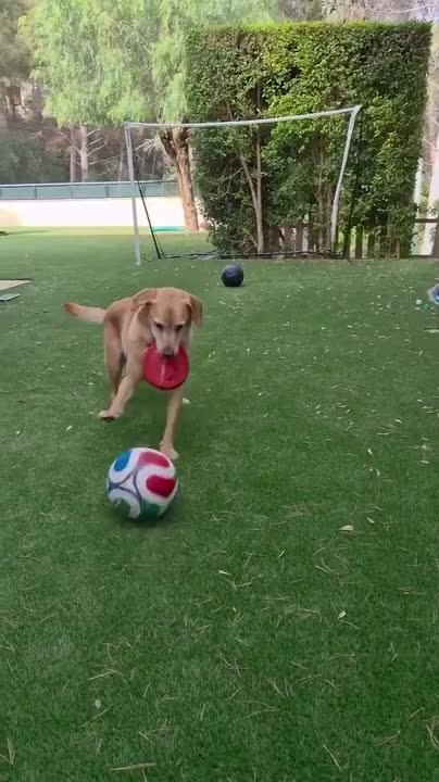 Dog Never Misses Soccer Pass