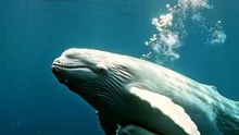 Baleia Branca e Seu Filhote: Uma Cena Tão Rara Que Parece Irreal