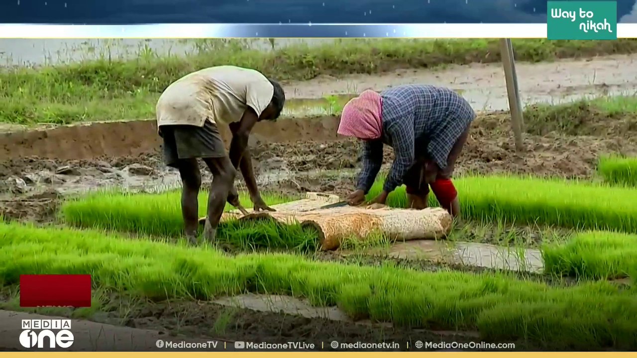 നെൽ കർഷകർക്ക് ആശ്വാസമായി മഴ; പാടം ഒരുക്കി വിത്ത് വിതച്ച് വയനാട്ടിലെ കർഷകർ‌