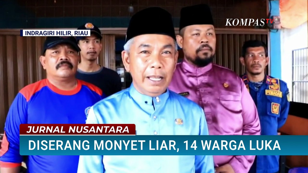 Serangan Monyet Liar di Permukiman Warga, 14 Orang Terluka | JURNAL NUSANTARA