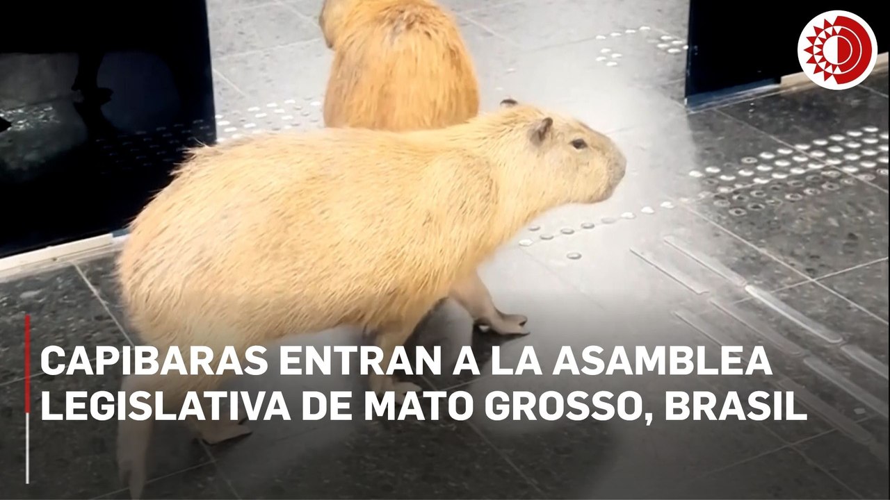 Capibaras entran a la asamblea legislativa de Mato Grosso, Brasil