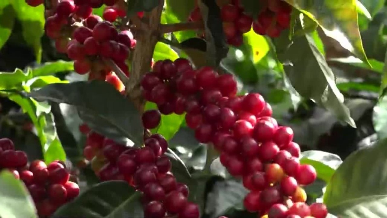 tn7-fenomeno-de-el-nino-pone-en-alerta-a-caficultores-310726