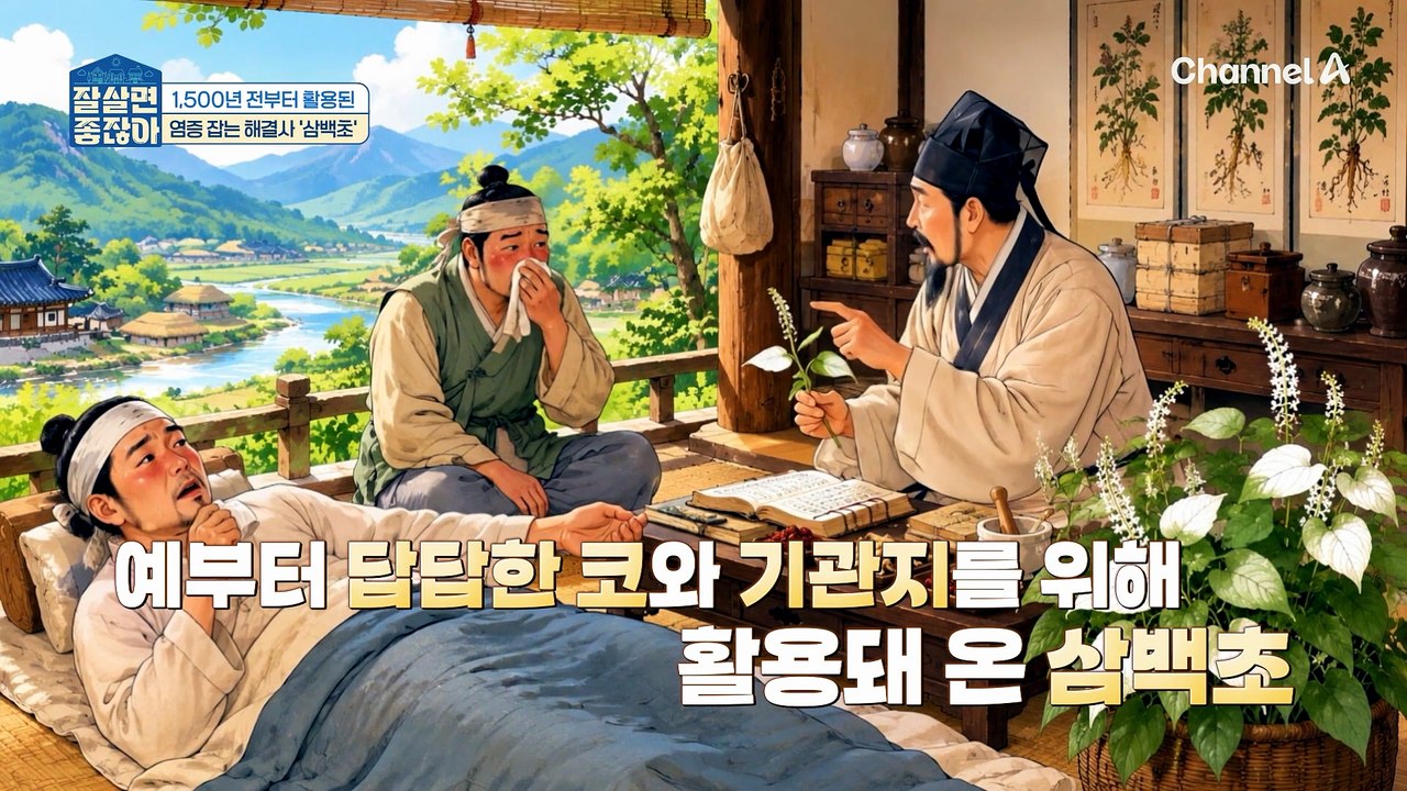 1500년 전부터 활용된 염증 잡는 해결사 삼백초! 만성폐쇄성폐질환 개선에도 도움된다?