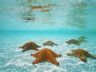 Splendeurs des mers