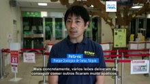 Japão: suspeita de golpe de calor mata três leoas em jardim zoológico